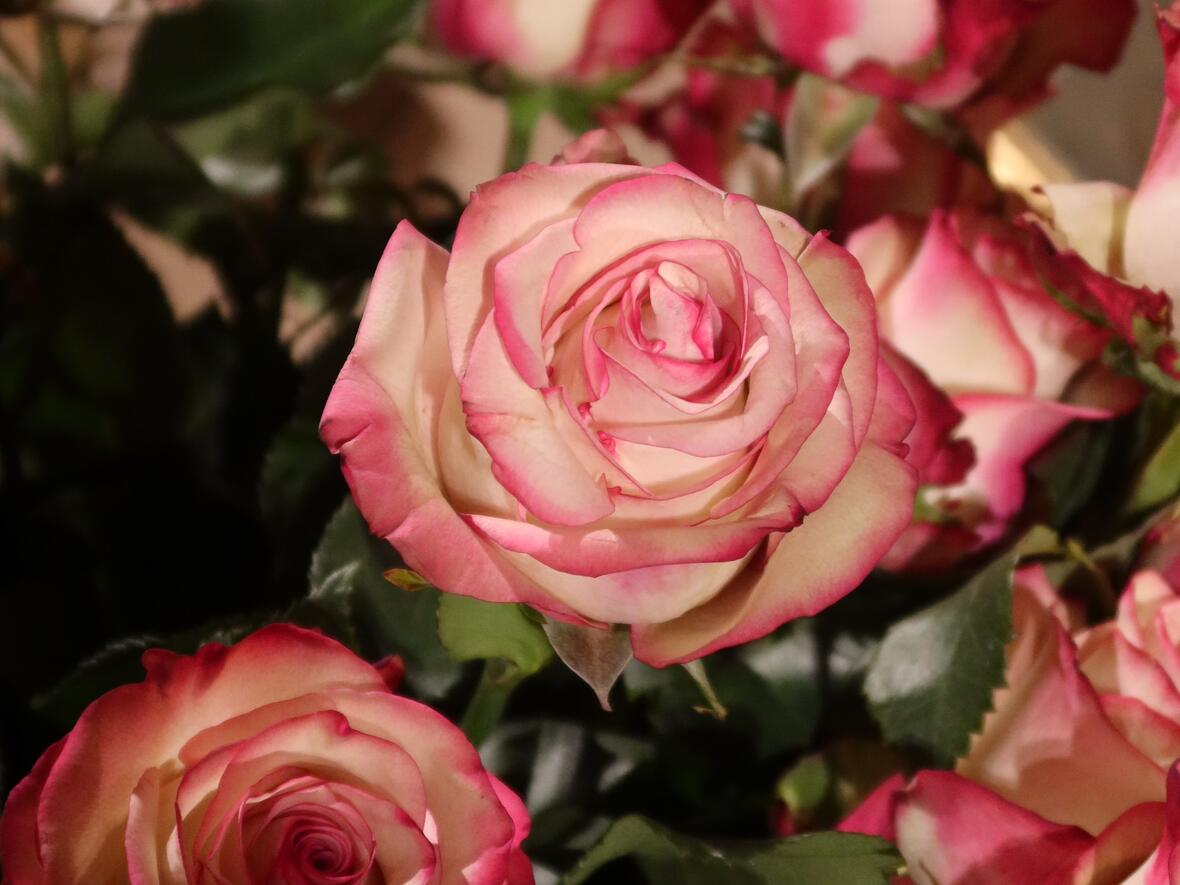 Eine Rose als Symbol der Liebe gab´s auch noch geschenkt.
