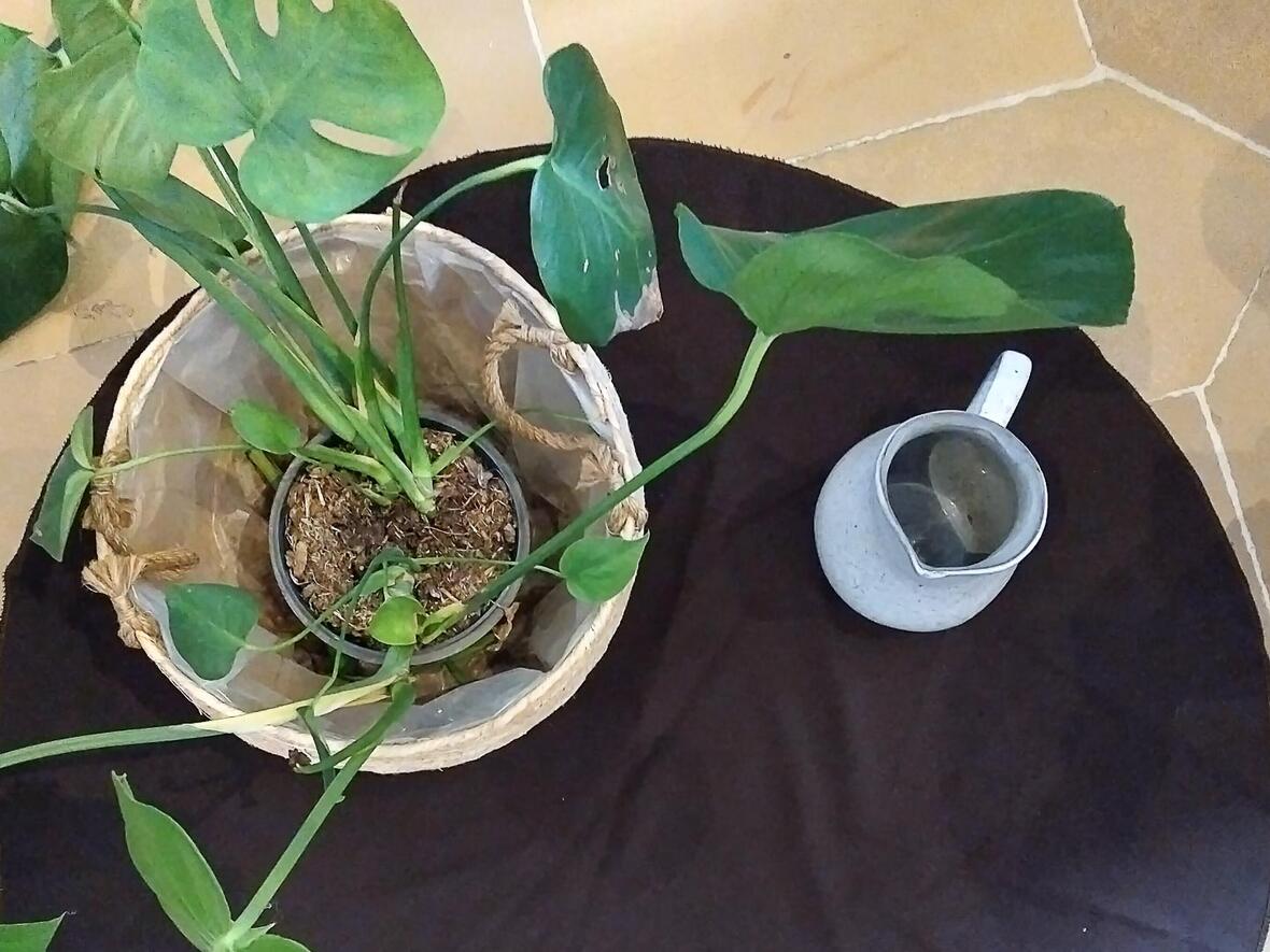 Am dritten Tag machte Gott das Land.