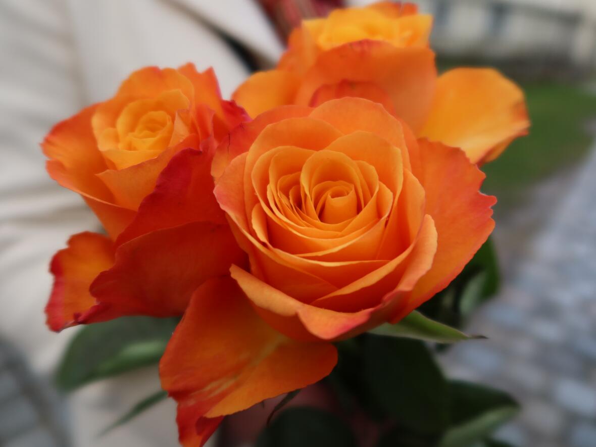 Rosenverkauf nach der Messe