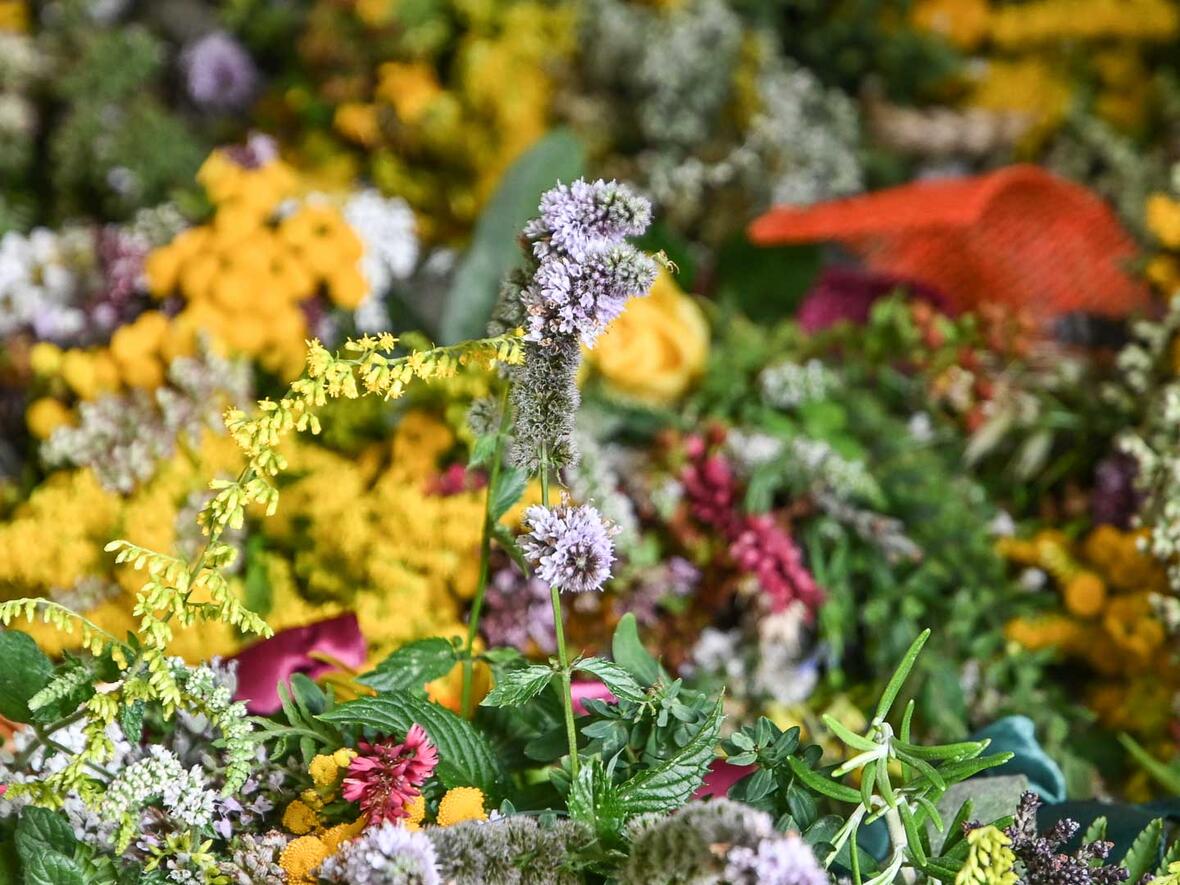 Kleine Kunstwerke der Natur