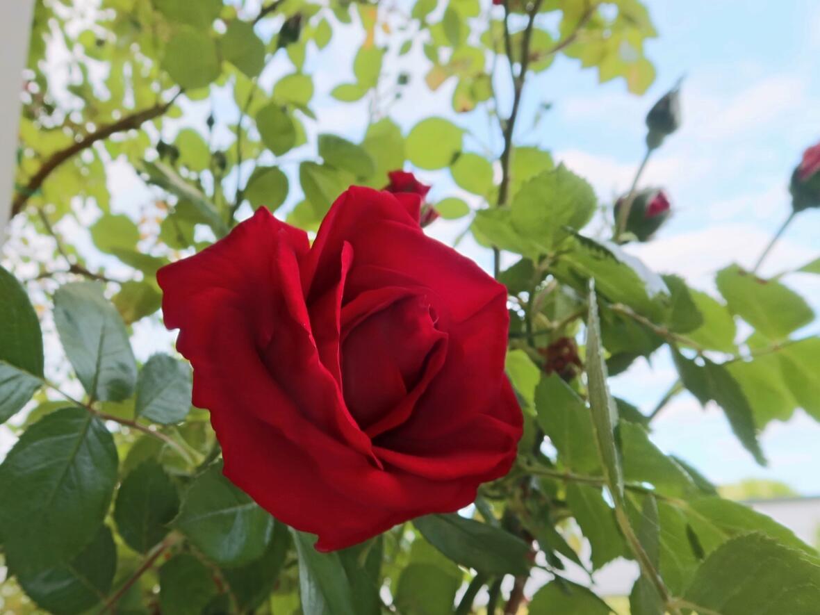 im blühenden Garten.