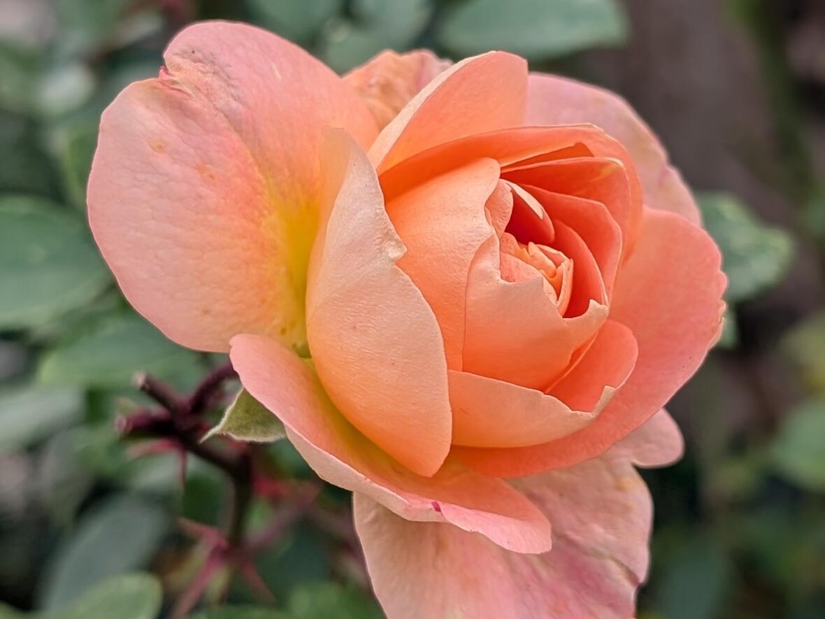 Blühende Rosen Anfang November auf dem Friedhof - zeugen von Leben und Liebe.