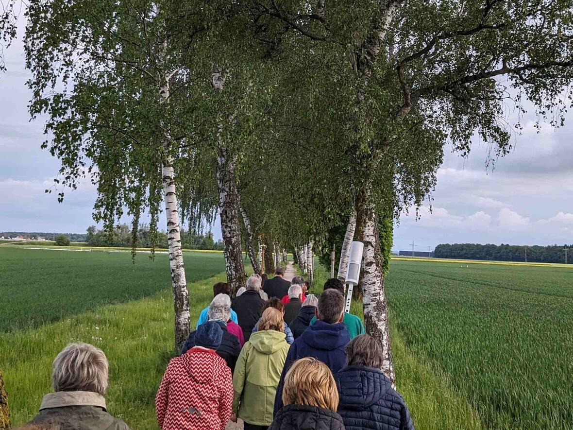 Auf dem wunderschönen Weg durch die Birkenallee.