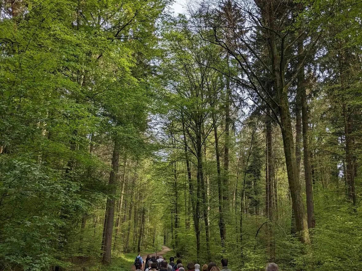 ... durch den Wald nach Baring.