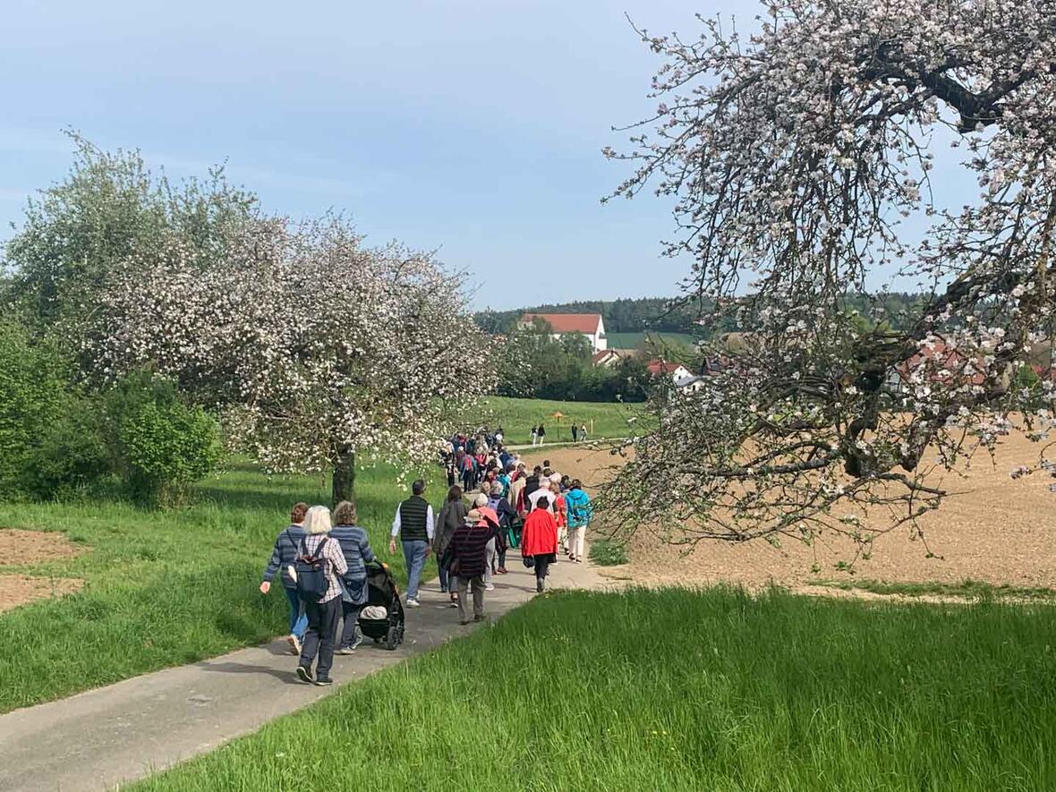 ... vorbei an den blühenden Apfelbäumen.