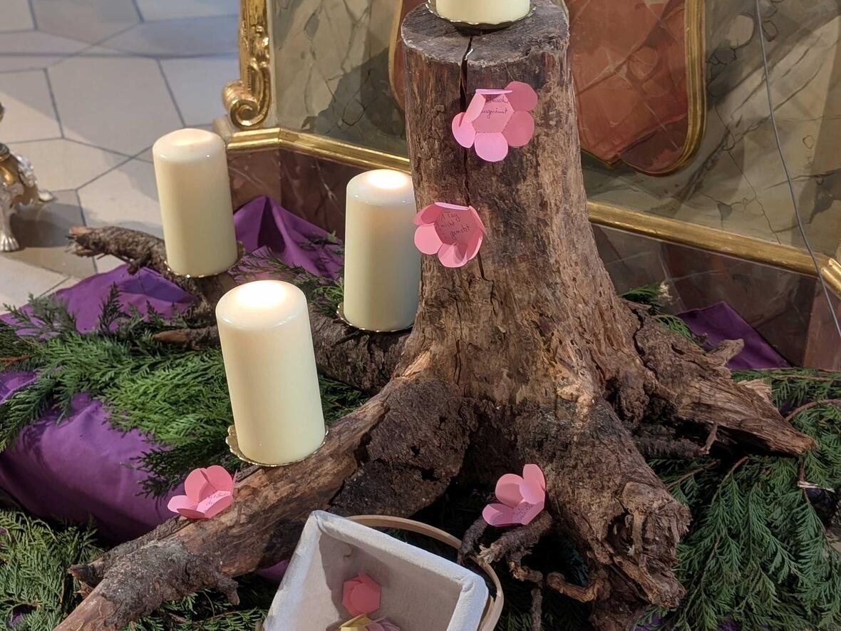 Ein paar Blüten bringt die Adventswurzel schon hervor.