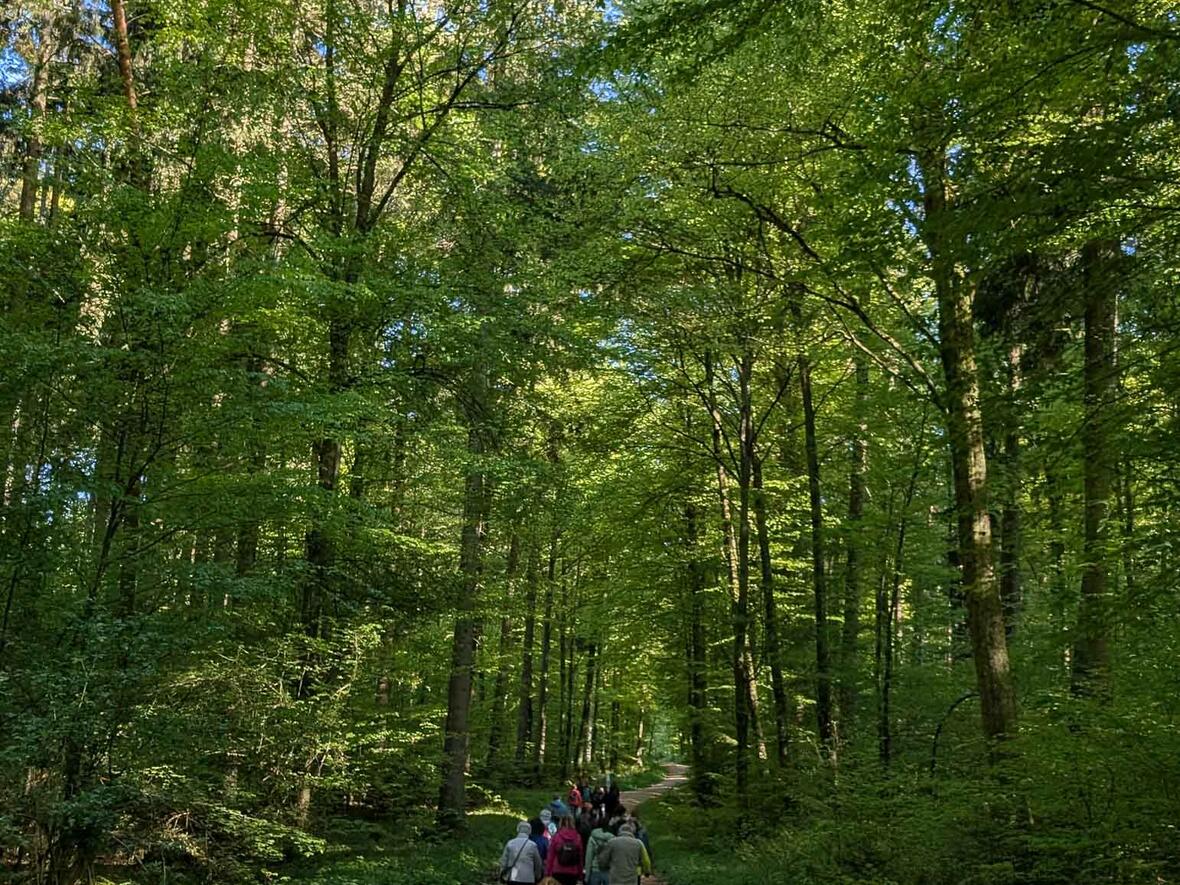 ... und führten die Gruppe durch den Wald.