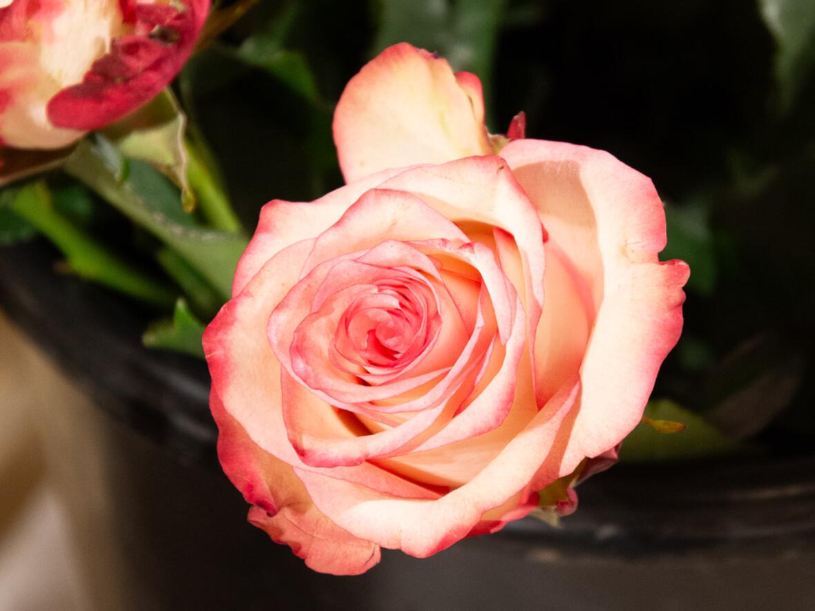 Eine Rose - zum Zeichen der Liebe