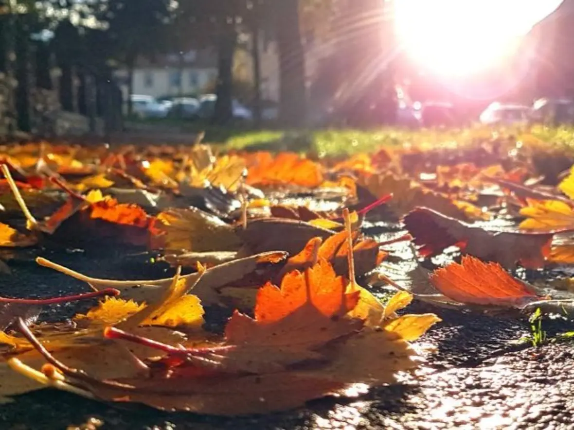 170630_herbstlaub_by_peter_weidemann_pfarrbriefservice_kl