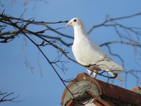 Die weiße Taube am Giebel von Heilig Geist
