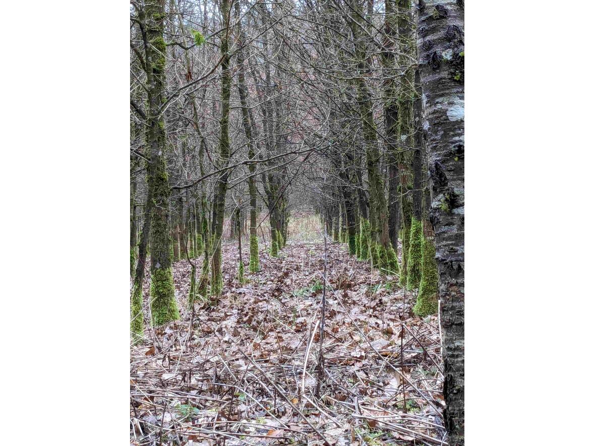 ... und hörten viel über die unterschiedlichen Arten der Aufforstung