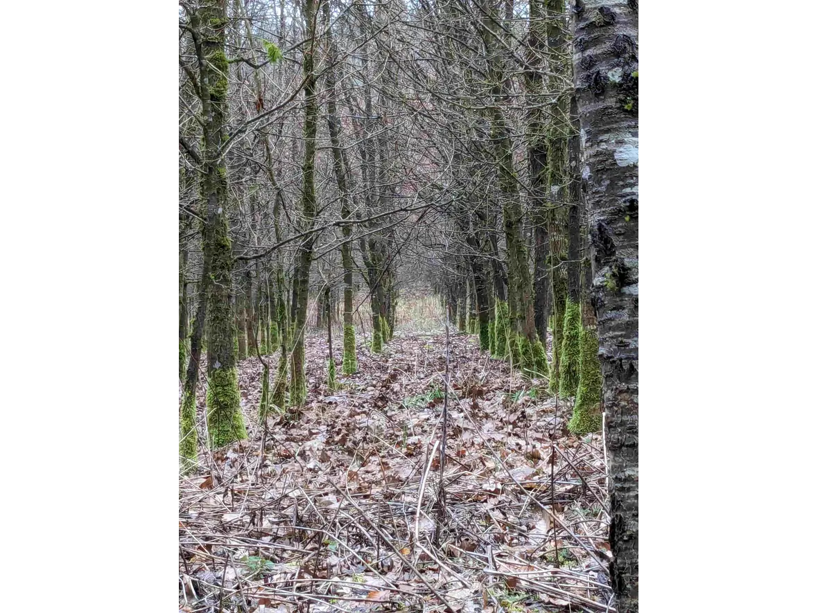 ... und hörten viel über die unterschiedlichen Arten der Aufforstung