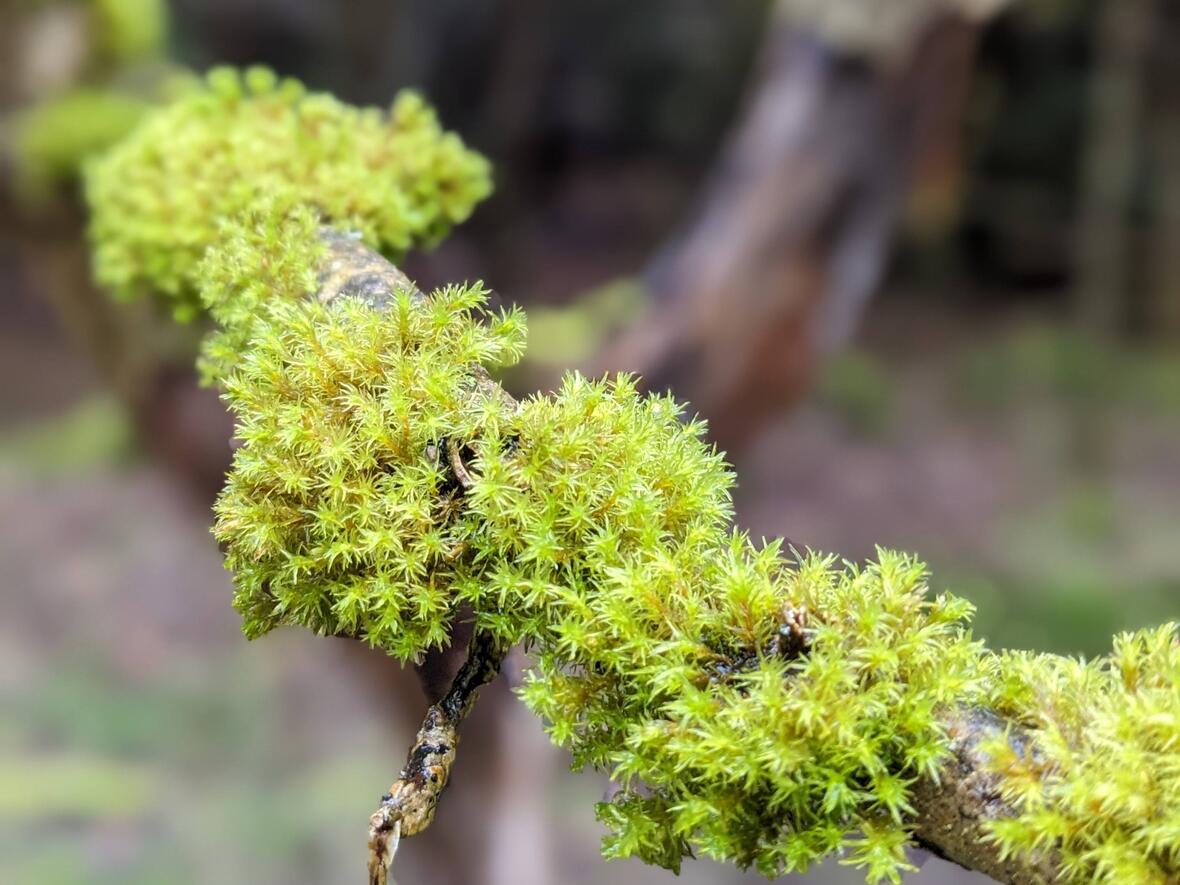 ... betrachteten auch mal ganz genau das Moos auf den Ästen ...