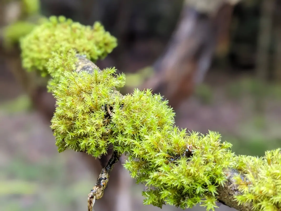... betrachteten auch mal ganz genau das Moos auf den Ästen ...