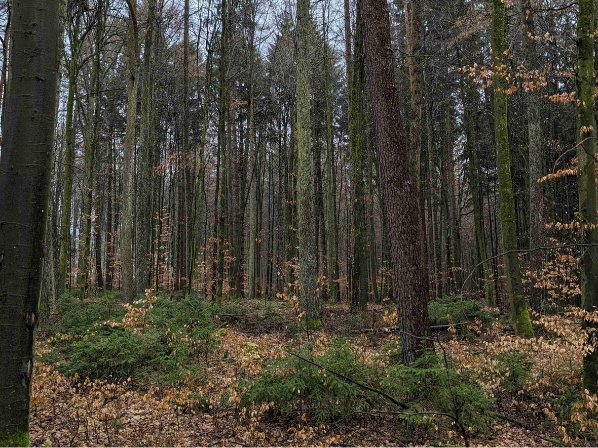 Im Schutz der alten Bäume wachsen die jungen nach - das begeistert den Förster.