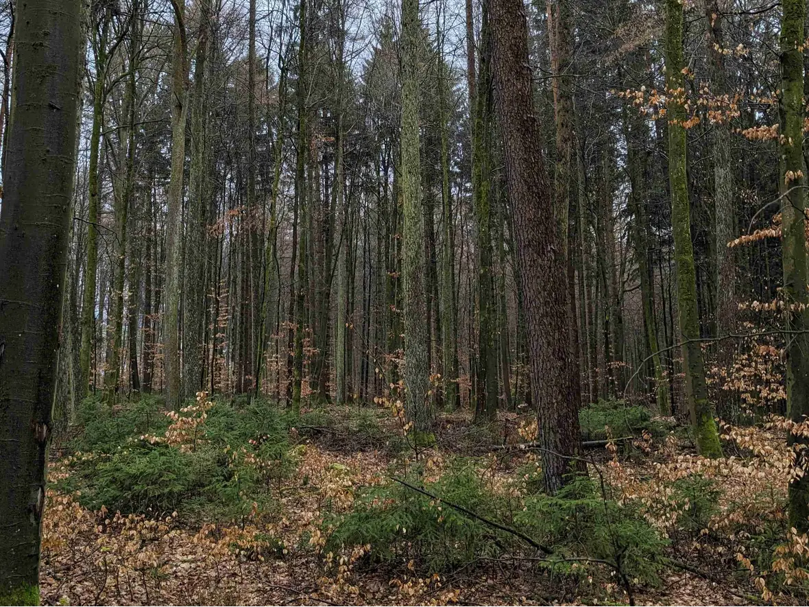 Im Schutz der alten Bäume wachsen die jungen nach - das begeistert den Förster.