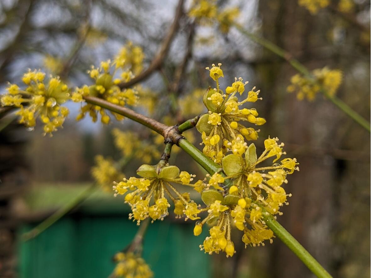 ... und die ersten Blüten.
