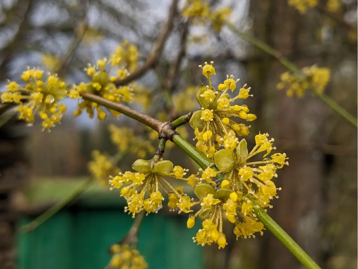 ... und die ersten Blüten.