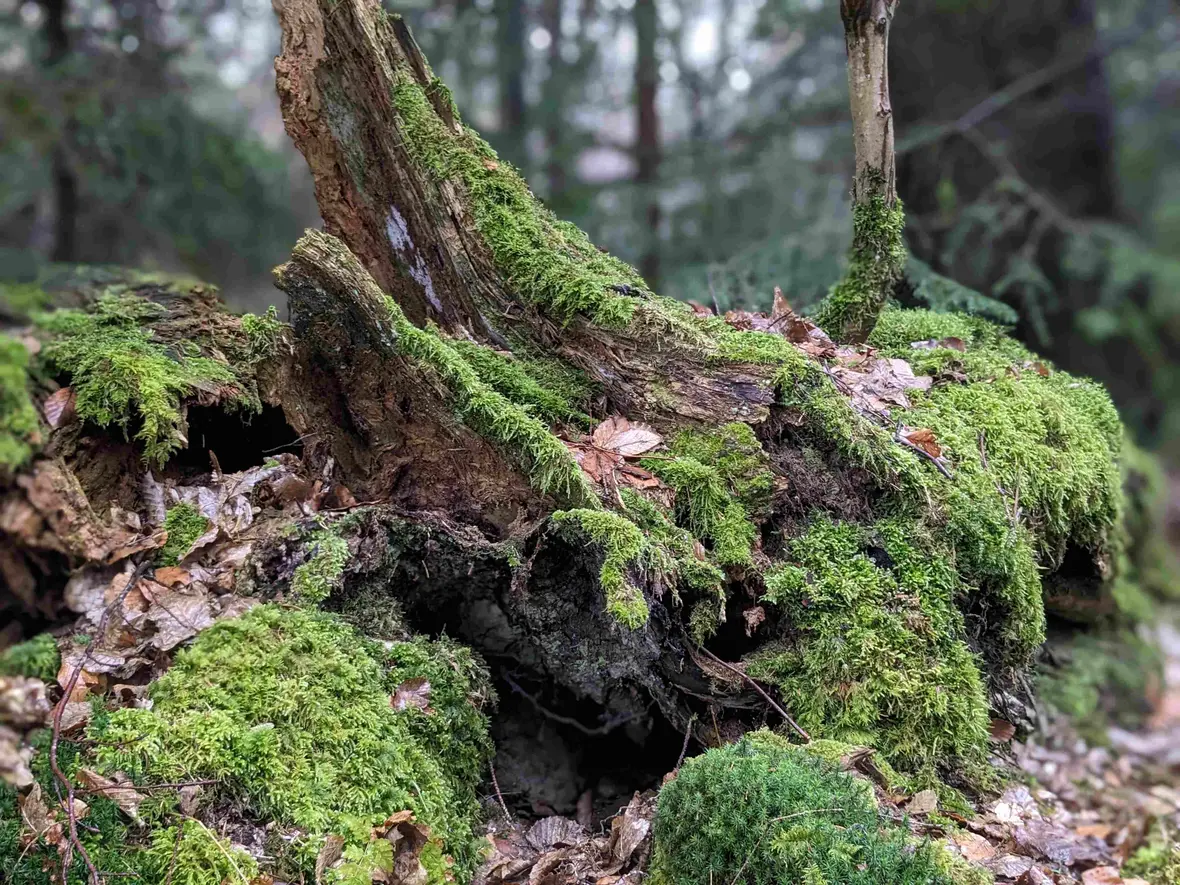 ... erfuhren von Baumstümpfen, die zu eigenen Lebenswelten werden ...