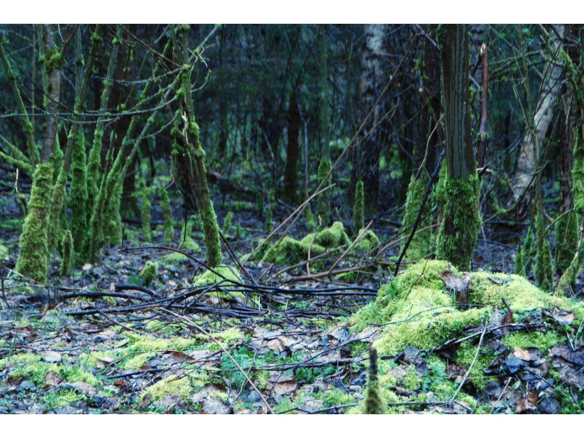 ... entdeckten fast mystische Waldstellen ...