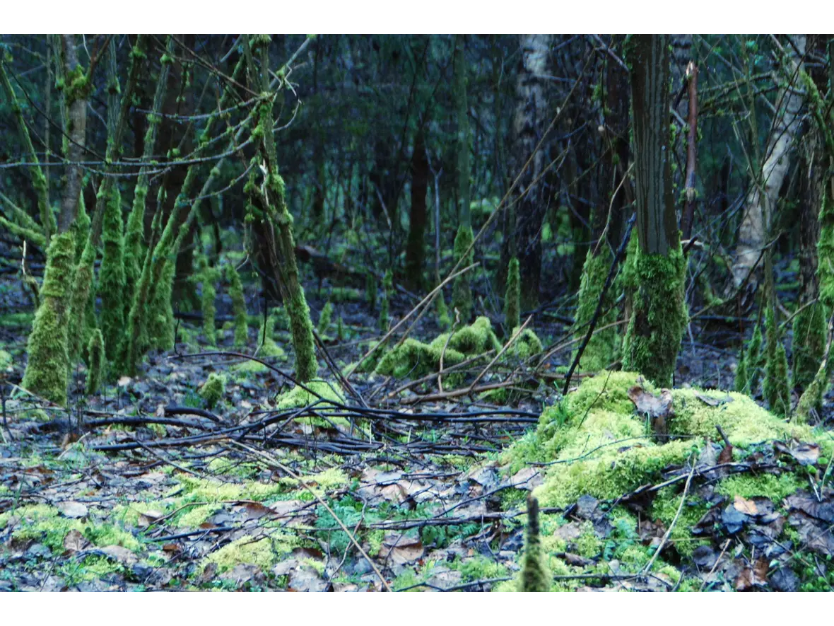 ... entdeckten fast mystische Waldstellen ...